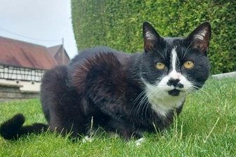 Kater steckt wochenlang im Schacht - das Ende ist traurig - Ein Bild aus glücklicheren Katzentagen: Kater Franzi auf dem heimischen Grundstück. 