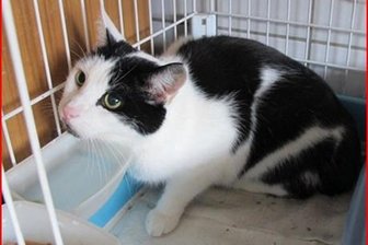Kater sucht sein Zuhause -