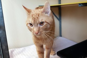 Kater überlebt 120-Kilometer-Reise unter Motorhaube - Nach seiner 120 Kilometer langen Reise unter der Motohaube eines Autos wurde der Kater zunächst in einem Tierheim aufgenommen.