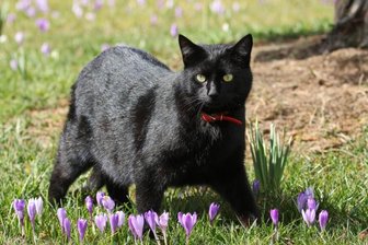 Katze auf der Krokuswiese eröffnet Runde - 