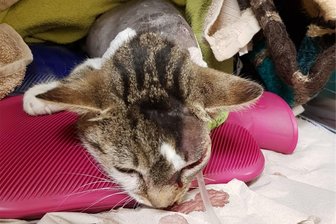 Katze erschossen: Wie Zwickauer Tierschützer mit einer noch höheren Belohnung dem Tierquäler auf die Spur kommen wollen - Die Katze hatte eine markante Zeichnung über dem linken Auge.
