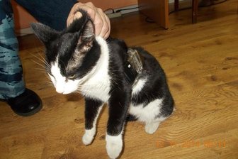 Katze in Russland als Knast-Helfer enttarnt -