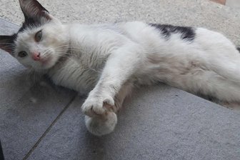 Katze Juna in Zwickau unverhofft nach vier Monaten wiedergefunden - Mit zutraulichem Blick räkelte sich Ausreißerin Juna kürzlich in der Einfahrt einer Zwickauer Schneiderei.