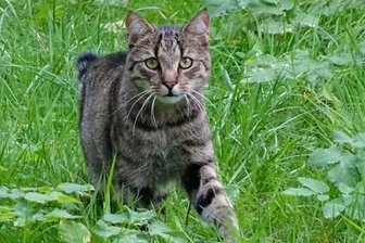 Katze löst Polizeieinsatz aus -