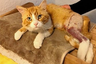Katze mit Schrotflinte angeschossen: Familie im Erzgebirge unter Schock - Kater Dom erholt sich von der OP auf seinem Platz im Katzenzimmer, das er sonst mit seinem Kumpel Prime teilt.