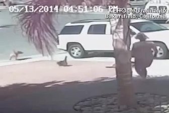 Katze rettet Vierjährigen in Kalifornien vor Hundeangriff -