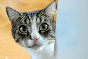 Katze sendet per Mobiltelefon Notruf -