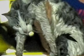 Katze Simba aus Abflussrohr gerettet - Sichtlich mitgenommen: Simba nach der Rettung. 