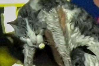 Katze Simba aus Abwasserrohr gerettet - Sichtlich mitgenommen: Simba nach der Rettung. 