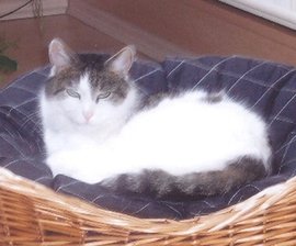 Katze