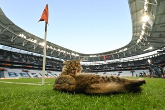 Katze wird zum heimlichen Star beim Europa-League-Finale - Am Rande des Abschlusstrainings machte es sich eine Katze am Spielfeldrand bequem.