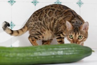 Katzen, die vor Gurken flüchten - Angst vor fremden Dingen.