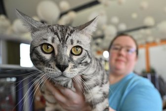 Katzenausstellung in Wilkau-Haßlau: Was diesen Kater so besonders macht - Der Bengal-Kater von Melissa Giesler ist Gold-World-Champion.