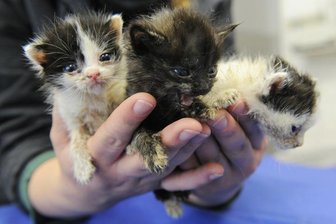 Katzenbabys am Zeisigwald gefunden -