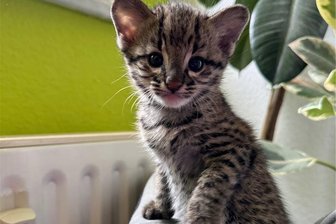 Katzendrama mit Happy End im Zoo in Aue: Ungewöhnliche Rettungs-Aktion für süßes Wildkatzen-Baby - Salza heißt die kleine Salzkatze, die vor acht Wochen im Zoo der Minis in Aue geboren wurde. Sie hatte einen schweren Start ins Leben.
