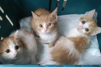 Katzenfamilie hält Nachbarschaft in Atem - Für die Katzenbabys brauchte der Gelenauer etwas länger, doch schließlich konnte er auch die letzten drei ins Annaberger Tierheim bringen.