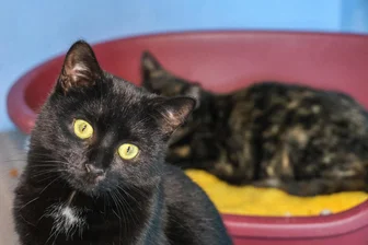 Katzenflut im Erzgebirge: Warum eine Stadt jetzt eine Kastrations-Pflicht für die Tiere erwägt - Hilda und Holly (vorn) sind Mutter und Tochter. Die Katzen, die im Tierheim Bockau leben, gelten als schwer vermittelbar, weil sie wild sind.