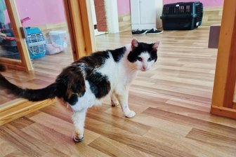 „Katzenflut“: Trauriger Rekord könnte sich wiederholen – Tierheim im Erzgebirge schlägt Alarm - Eins der Notfellchen: Der Fund-Kater Long John Silver hat zwar nur noch drei Beine. Doch mobil ist er dennoch – und sucht ein liebevolles Zuhause.