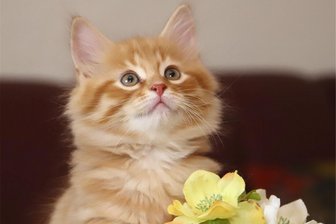 Katzenforschung: Die Miez hört mit - Erzähl mal ...!
