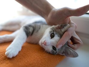 Katzenhaltung: Beirat schlägt Chip-Pflicht vor -