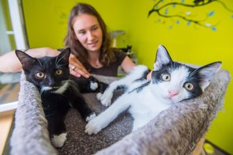 Katzenhaus im Tierheim voll besetzt - Auf dem Foto kümmert sich Tierheimmitarbeiterin Leonie Humpisch um die Europäische Kurzhaar-Katzenbabys Balea (links) und Babsi.