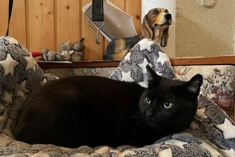 Katzenjammer im Erzgebirge: Spontane Hilfsaktion für Schwarzenbergs Altstadtkater Otto - Ein Bild vom Sommer 2023: Kater Otto, der vierbeinige Boss der Oberen Schlossstraße in Schwarzenberg, auf seinem Nachtlager im Hauseingang der Familie Otto.