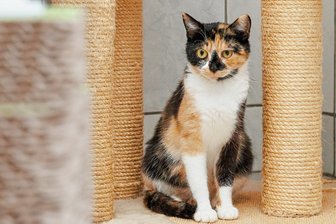 Katzenmama Helya wartet im Tierheim "Neu-Amerika" auf ihr großes Glück - Helya, selbst noch sehr jung, kam als hochtragende Katze ins Tierheim "Neu-Amerika". Fünf Kleine brachte sie zur Welt. Nun sucht sie ein neues Zuhause.
