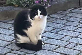 Katzenquäler im Erzgebirge: Tierschützer setzen 500 Euro Belohnung für Hinweise aus - Kater Zorro, der auch ein Opfer eines Tierquälers in Jahnsdorf geworden ist. Von Goldi gibt es kein Foto.