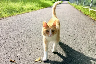 Katzenstorys, Teil 2: Das Geheimnis um die Katze vom Fuchsmühlenweg ist gelüftet - Die Katze vom Fuchsmühlenweg in Freiberg.