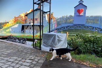 Katzenstorys, Teil 3: Der heimliche Star der Seebühne Kriebstein - Tierische Darstellerin im „Weißen Rössl“ auf der Seebühne Kriebstein.