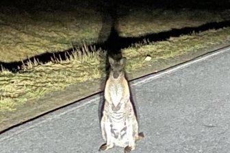 Kein Happy End in Sachsen: Das Känguru von Sebnitz ist tot - Dieses Foto vom entflohenen Känguru übersandte ein Autofahrer der Polizei im März.