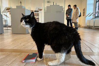 Kein Mauzen mehr auf der Rochsburg: Kater Arthur gestorben - Schlosskater Arthur noch vor wenigen Wochen in der aktuellen Sonderschau auf dem Schloss rund um die beliebten Haustiere.