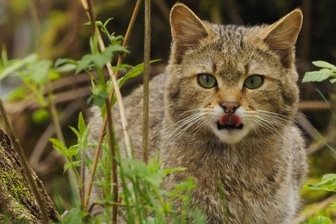 Kein Miezekätzchen - Selten und gefährdet: die Europäische Wildkatze.