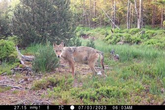 Kein Nachwuchs beim Marienberger Wolfspaar: Wo ist die Wölfin? - Die neue Partnerin des Marienberger Rüden.