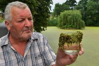Kein Regen und zu warm: Droht in Mittelsachsen ein Fischsterben wie in der Oder? - Dieter Knoth vom Angelsportverein Hainichen schaut sich an einem der Teiche in Arnsdorf das Problem an: Die Wasserprobe im Glas zeigt eine dicke Schicht Wasserlinsen, die man auch als Entengrütze kennt. 