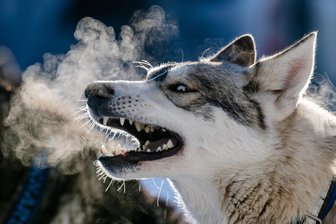 Kein Schnee: Schlittenhunderennen in Hammerbrücke abgesagt - In Hammerbrücke gibt es auch dieses Jahr kein Schlittenhunderennen.