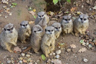Kein Schwung aus der Kulturhauptstadt: Chemnitzer Tierpark verliert an Zuspruch - Der Tierpark (im Foto die Erdmännchen) verzeichnet sinkende Gästezahlen.