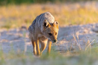 Kein Wolf, kein Fuchs: Noch nie im Erzgebirge gesichtetes Tier von Wildkamera gefilmt - Der Goldschakal wie er in Europa vorkommt, weist verschiedene Merkmale auf, die ihn deutlich von Fuchs und Wolf unterscheiden. Dazu gehören sein Gang sowie die spezielle Kopfform.