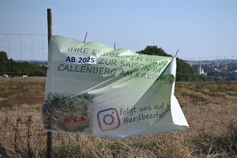 Keine Erdbeeren mehr in Penig im nächsten Jahr: Feld zieht nach Callenberg um - Ein Banner am Erdbeerfeld in Penig informiert darüber, dass das Feld im nächsten Jahr in Callenberg zu finden ist. In Penig gibt es dann kein Erdbeerfeld mehr zum Selbstpflücken.