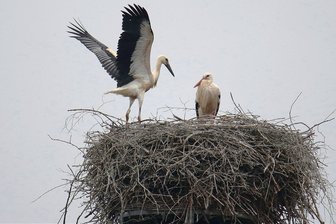Keine Nahrung: In Chemnitz verenden Jungstörche an Gummiringen - Weißstörche am Horst von Wittgensdorf. Dort starb einer der drei Jungvögel. In Grüna überlebte keines der vier Jungtiere.