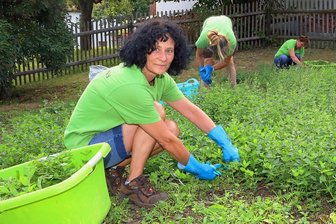 Kelterei in Langenbernsdorf füllt nur zweimal im Jahr diesen besonderen Saft ab - Yvonne Falk, Kerstin Liebold und Angela Lissner (von links) ernteten in dieser Woche auf dem hauseigenen Beet die Minze für den Apfel-Minze-Saft. 