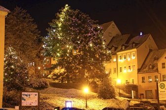Kiefern am Altmarkt im Lichterglanz -