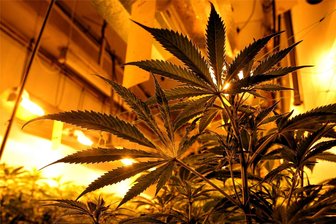 Kiloweise Hanfblüten: Polizei hebt illegale Cannabis-Plantage in Alter Papierfabrik Greiz aus - Eine Cannabis-Plantage im Symbolbild. Blüten und gepresste Teile werden als Marihuana und Haschisch verkauft.