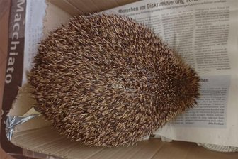 Kinder spielen mit Igel Fußball – Tierschützer im Kreis Zwickau reagieren entsetzt - Dieser Igel wurde als Fußball missbraucht, was offenbar zu einer Lungenverletzung führte, die ihn aufblähen und sterben ließ.