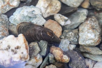 Kinderstube der Flussperlmuscheln im Vogtland öffnet - Eine Flussperlmuschel im Becken der Zuchtstation im Raunergrund.