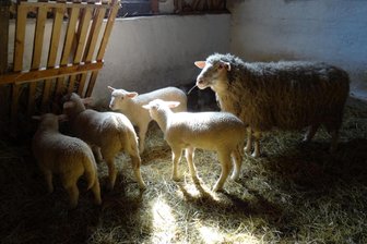 Kino im Schafstall: In Köttwitzsch sind 14 Kurzfilme zu sehen - Schafe im Stall auf dem Biohof Buschmühle in Köttwitzsch. Hier werden Kurzfilme gezeigt.