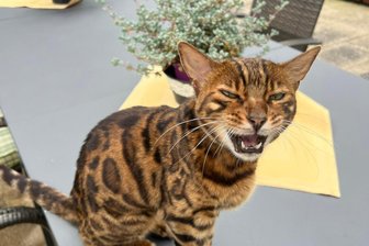 Kiras mysteriöse Reise: Wie gelangte die Bengal-Katze von Nürnberg ins Vogtland? - Im Landhaus Marienstein war Kira endlich in Sicherheit. Ihre Retter beeindruckte die Katzendame mit minutenlangem Miauen - ihrem Markenzeichen.