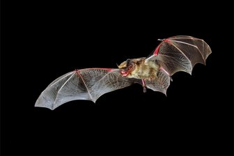 Kirchberg bei Zwickau: Für diese Exkursion ist eine Taschenlampe unerlässlich - Mit etwas Glück bei der Fledermausnacht zu entdecken: eine Zweifarbfledermaus.