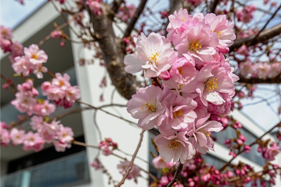 Kirschblüte am Reichenbacher Roßplatz läutet Frühling ein - Die Blüte der japanischen Zierkirschen am Roßplatz in Reichenbach hat begonnen. 