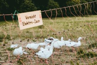 Kita-Kind verletzt sich an Elektrozaun - 